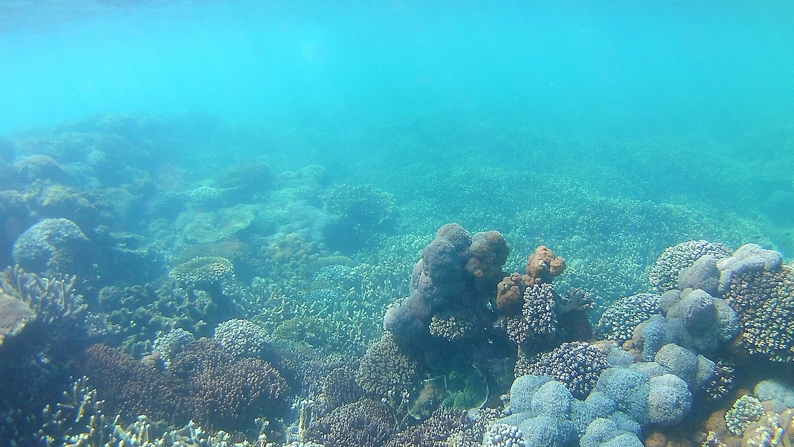 image of a coral reef showing optical light transmission in Case 1 waters - possible to simulate using amentum scientific's proprietary software